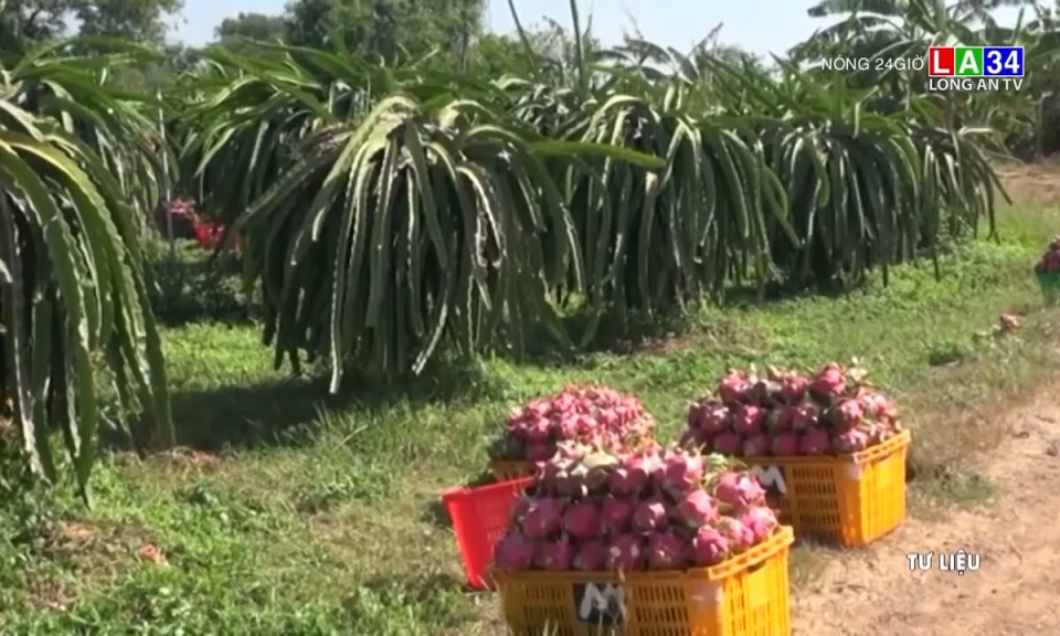 Đến khi nào thì mới không còn phải giải cứu thanh long