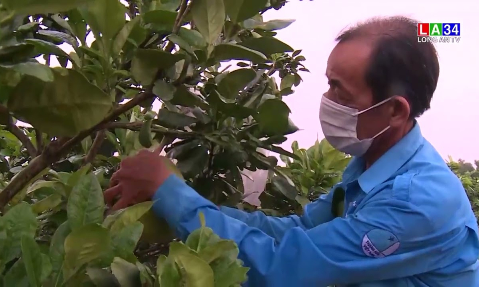 Bưởi da xanh bén rễ vùng hạ Cần Giuộc
