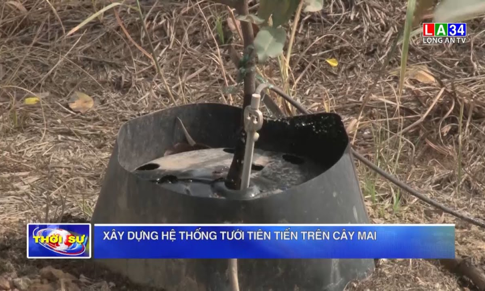 Xây dựng hệ thống tưới tiên tiến trên cây mai