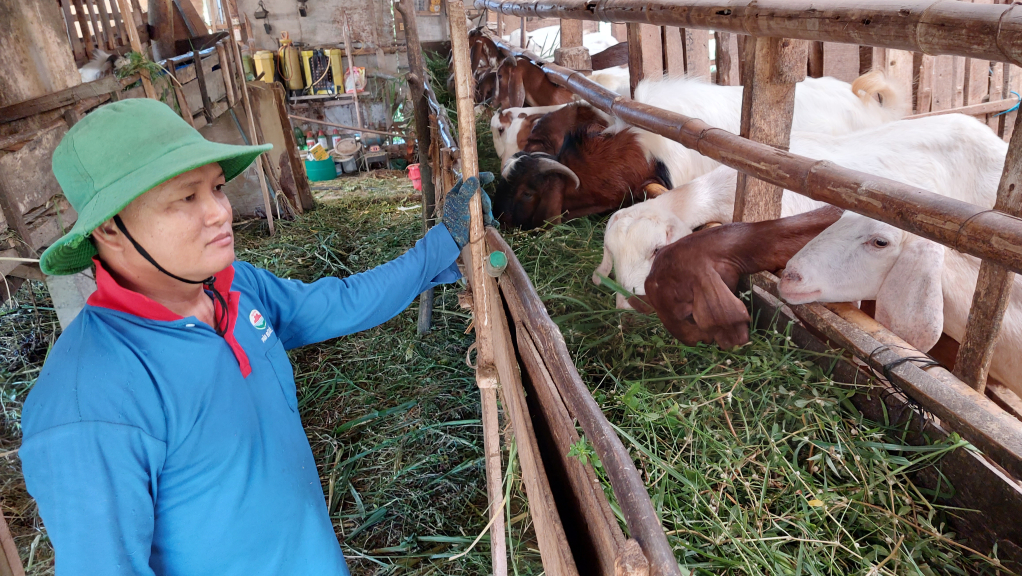 Chăn nuôi trâu bò vỗ béo Hướng đi hiệu quả ở Bình Gia  Báo Lạng Sơn