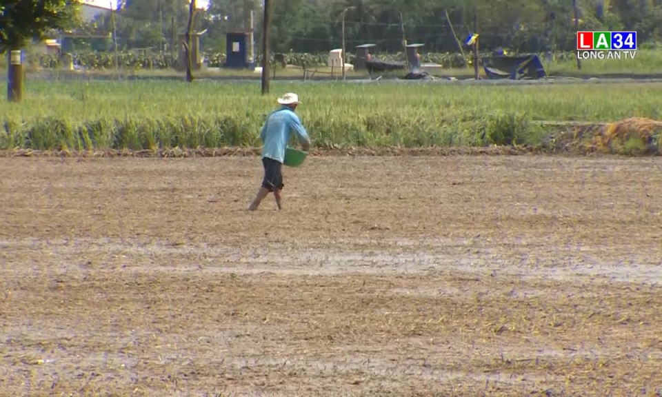 Long An: Hơn 40.000 ha lúa Hè Thu gieo sạ sớm