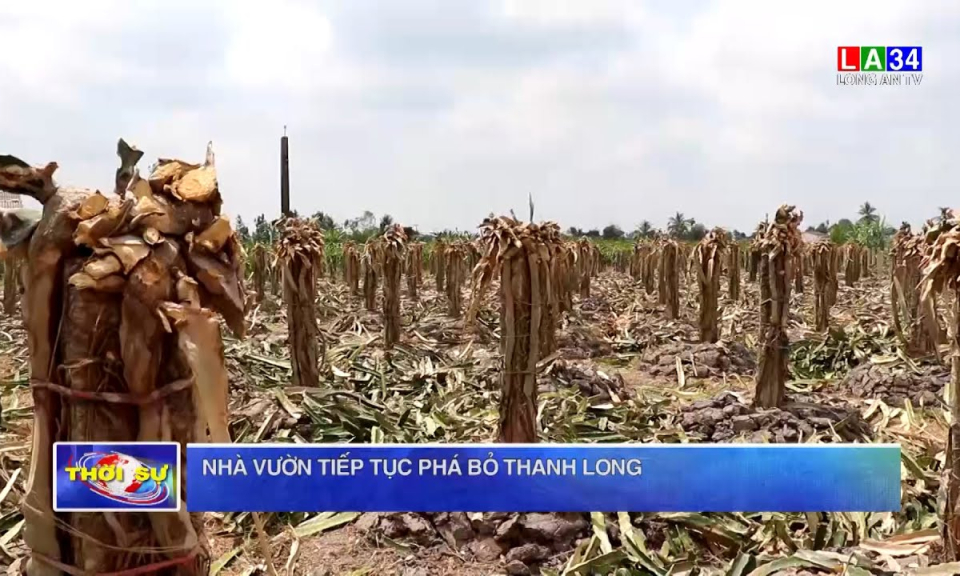 Nhà vườn tiếp tục phá bỏ thanh long