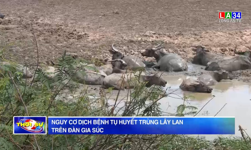 Nguy cơ dịch bệnh tụ huyết trùng lây lan trên đàn gia súc