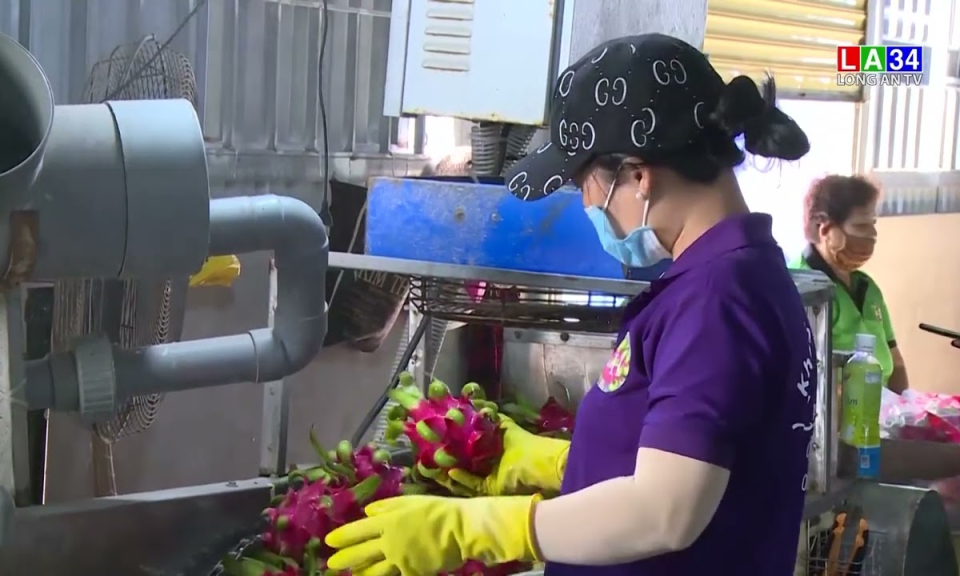 Thanh long bất ngờ tăng giá trở lại