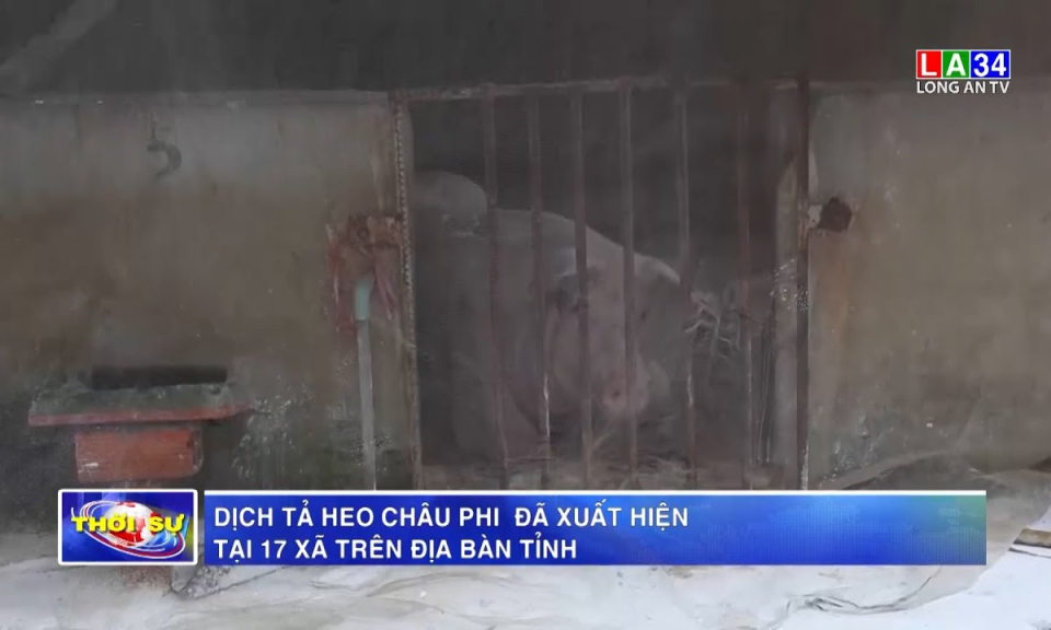 Dịch tả heo Châu Phi đã xuất hiện tại 17 xã trên địa bàn tỉnh Long An