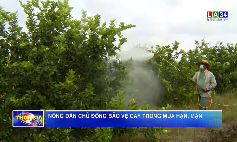 Nông dân chủ động bảo vệ cây trồng mùa hạn, mặn
