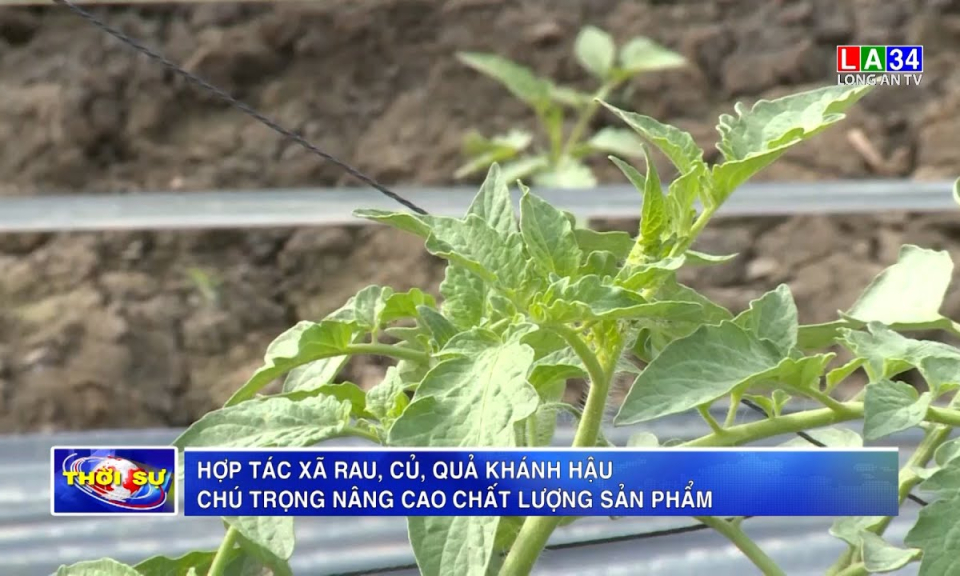 Hợp tác xã rau, củ, quả Khánh Hậu chú trọng nâng cao chất lượng sản phẩm