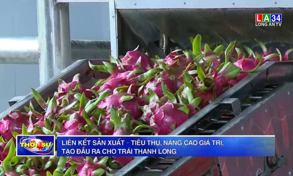 Liên kết sản xuất – tiêu thụ, nâng cao giá trị, tạo đầu ra cho trái thanh long