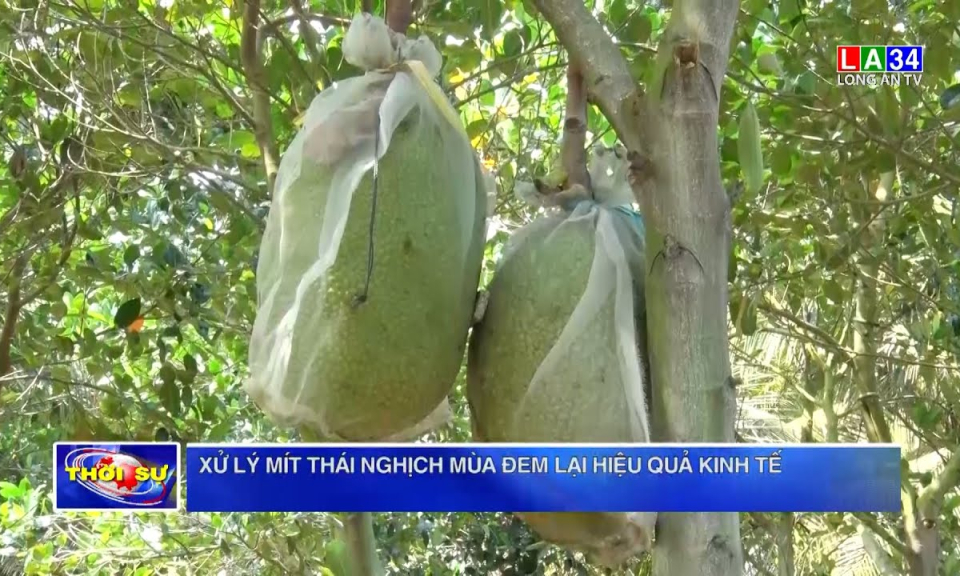 Xử lý mít Thái nghịch mùa đem lại hiệu quả kinh tế