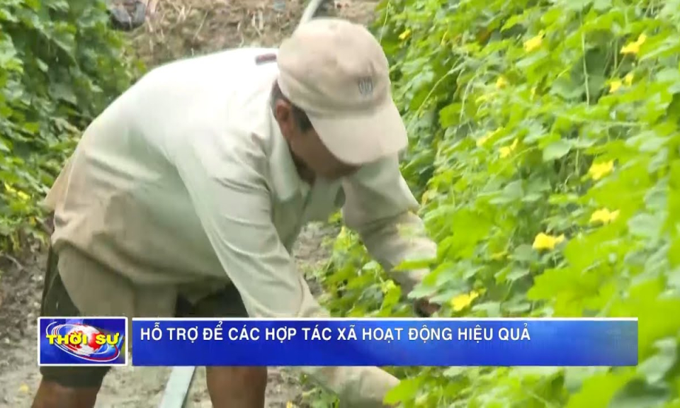 Hỗ trợ để các hợp tác xã hoạt động hiệu quả