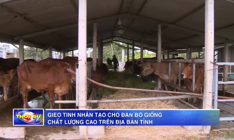 Gieo tinh nhân tạo cho đàn bò giống chất lượng cao trên địa bàn tỉnh