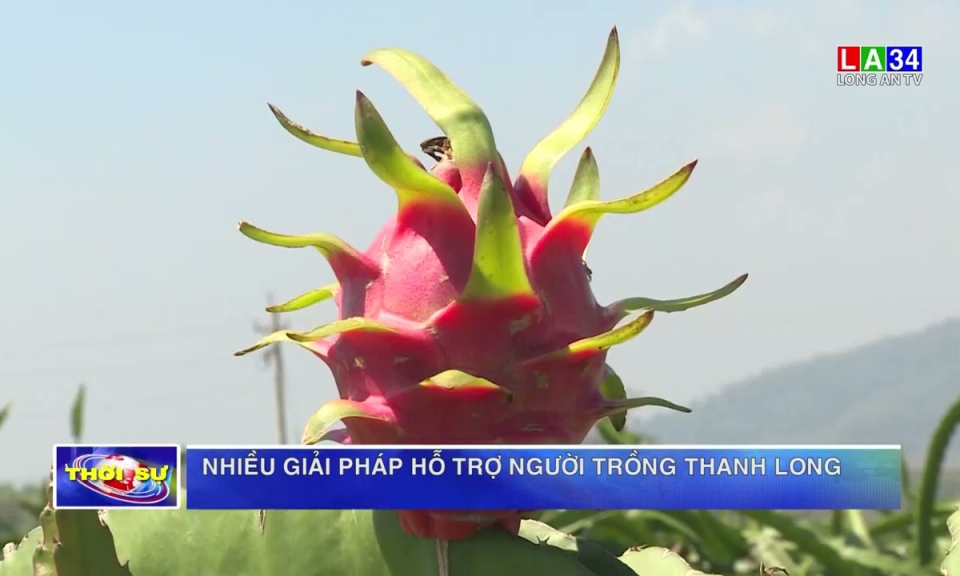 Nhiều giải pháp hỗ trợ người trồng thanh long