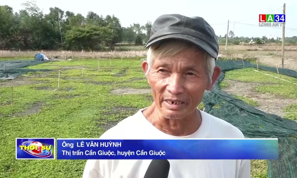Cần Giuộc: Phát triển kinh tế từ cây rau má đồng