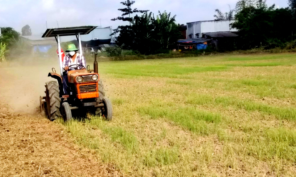 Cần Đước chi phí sản xuất lúa Hè Thu tăng cao ngay đầu vụ