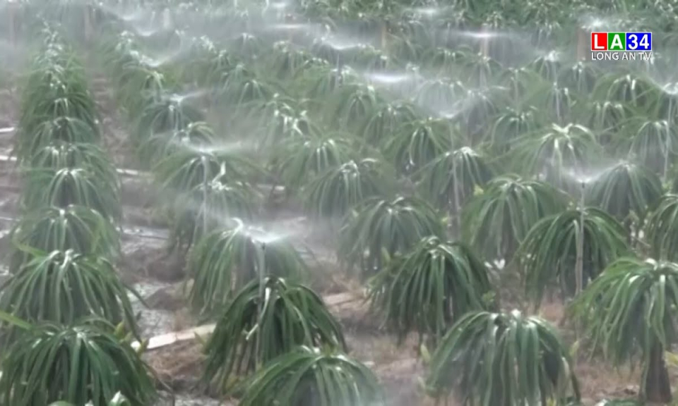 Mô hình tưới tiên tiến giúp tiết kiệm công lao động, phân bón