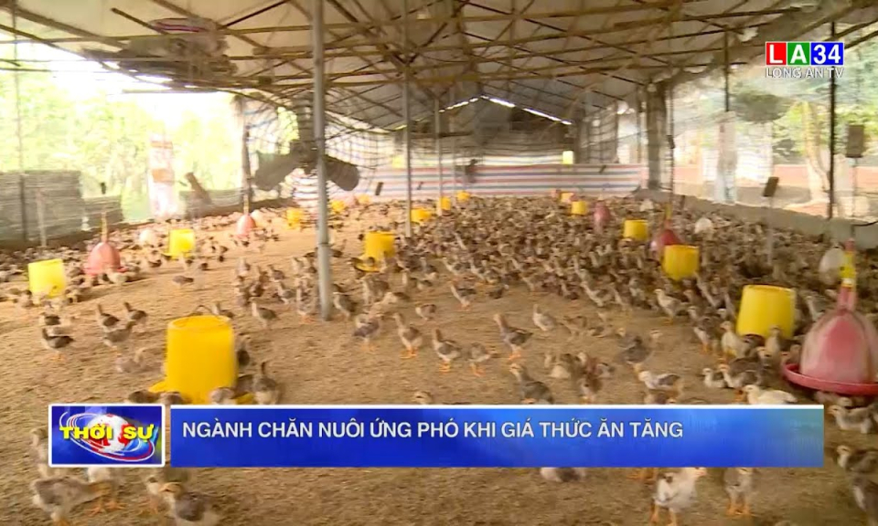 Ngành chăn nuôi ứng phó khi giá thức ăn tăng