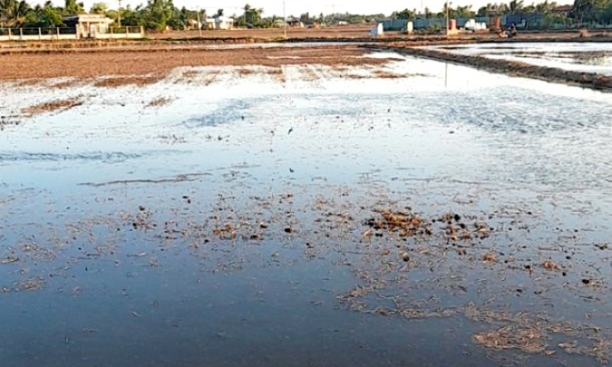 Cần Đước nông dân gặp khó khăn trong sản xuất Hè Thu do ngập nước
