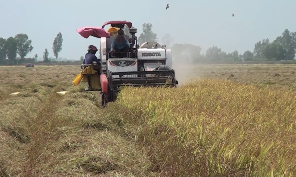 Tân Hưng: Mô hình sản xuất lúa UDCND tăng lợi nhuận gần 3,5 triệu đồng/ha