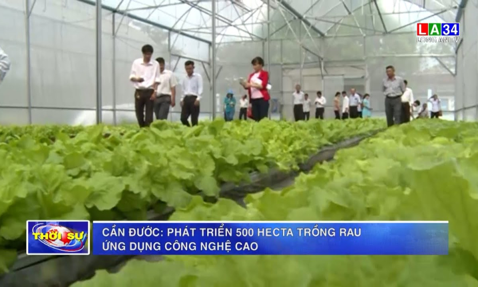 Cần Đước: Phát triển 500 hecta trồng rau ứng dụng công nghệ cao