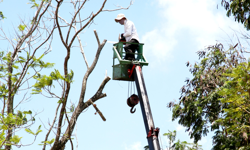 Cần Đước cắt tỉa cây xanh phòng tránh đổ ngã do mưa bão