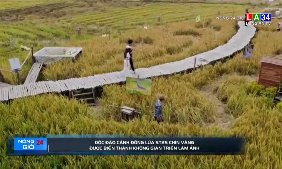 Độc đáo cánh đồng lúa ST25 chín vàng được biến thành không gian triễn lãm ảnh