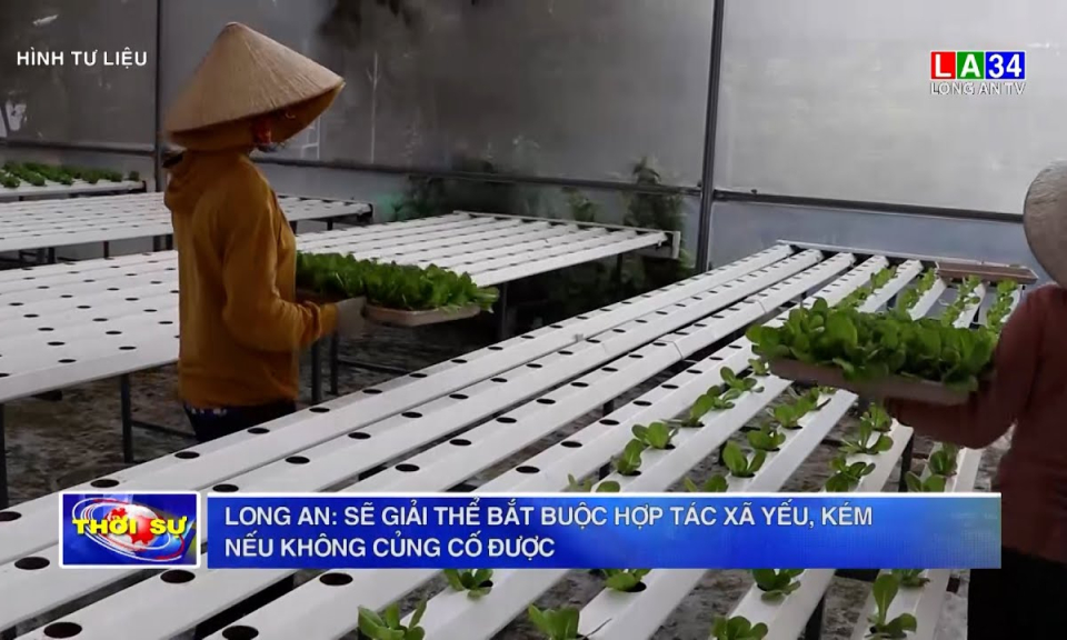 Long An: sẽ giải thể bắt buộc Hợp tác xã yếu, kém nếu không củng cố được