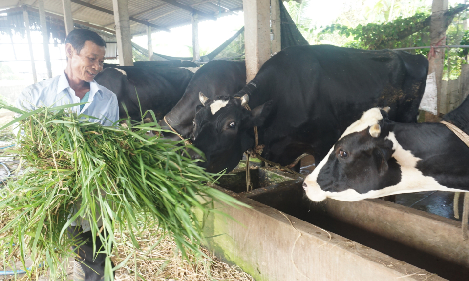 Bến Lức chăn nuôi bò sữa gặp khó khăn do giá thức ăn tăng cao