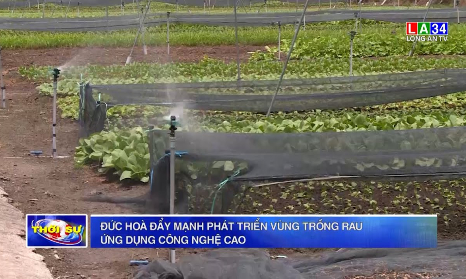 Đức Hoà đẩy mạnh phát triển vùng trồng rau ứng dụng công nghệ cao