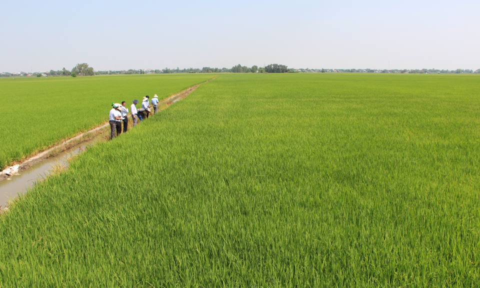 Năm 2022, toàn tỉnh dự kiến có gần 2.700 lao động nông thôn được đào tạo nghề nông nghiệp