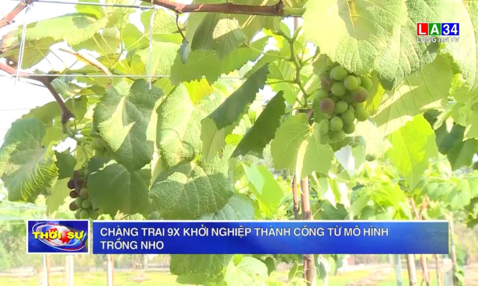 Chàng trai 9X khởi nghiệp thành công từ mô hình trồng nho