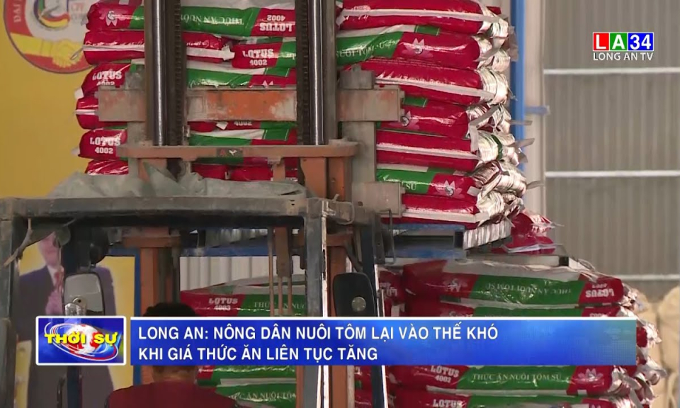 Long An: Nông dân nuôi tôm lại vào thế khó khi giá thức ăn liên tục tăng