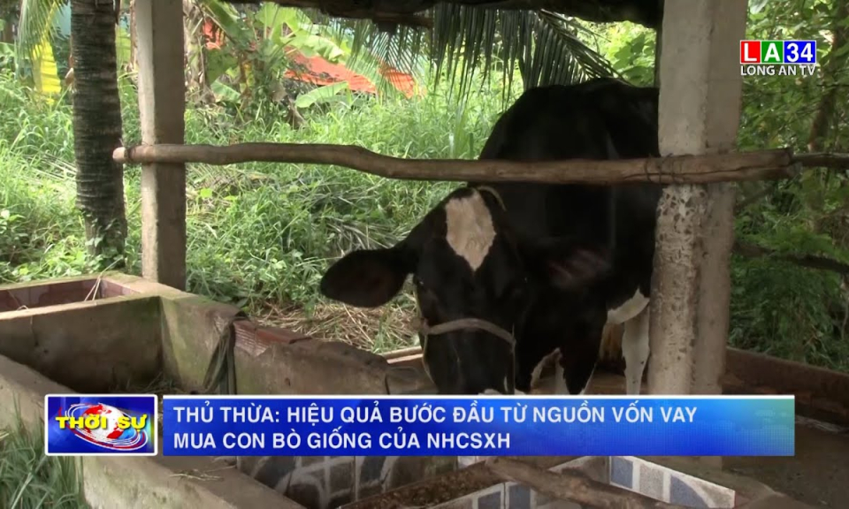 Thủ Thừa: Hiệu quả bước đầu từ nguồn vốn vay mua con bò giống của NHCSXH
