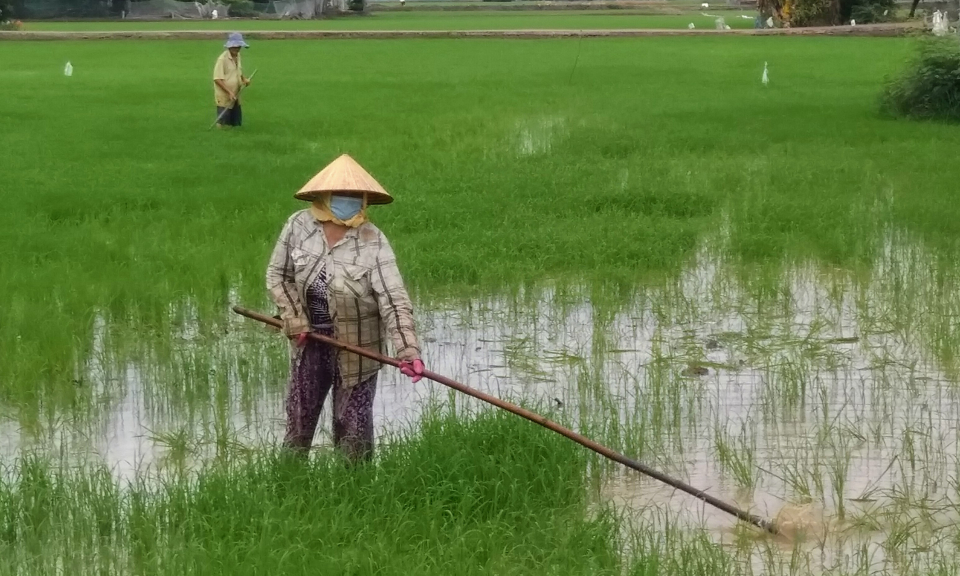 Nông dân Cần Đước tập trung chăm sóc lúa Hè Thu năm 2022