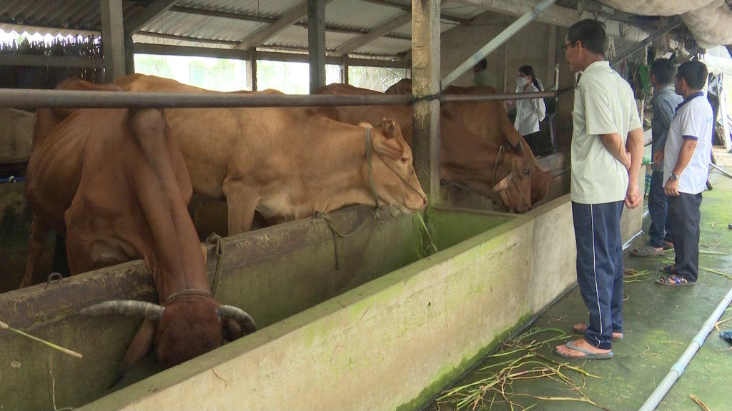 Mô hình chăn nuôi bò lai nhốt chuồng của anh Phan Văn Phú ở xã Ea Mnang  cho thu lãi hàng năm gần 200 triệu đồng