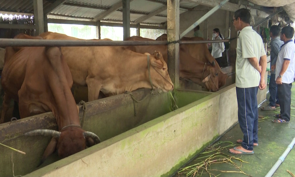 Tân Trụ: Trung tâm dịch vụ nông nghiệp hội thảo mô hình vỗ béo bò thịt
