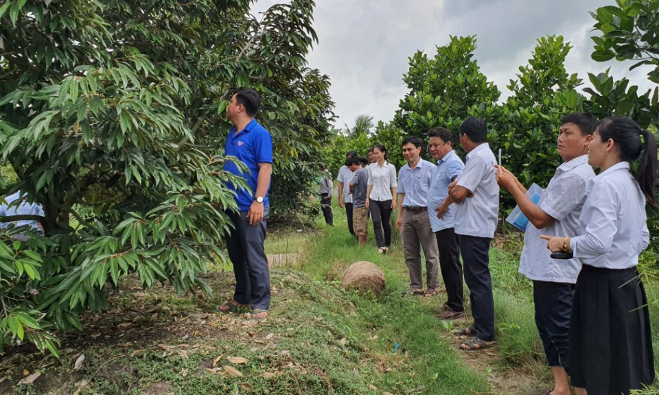 Tân Thạnh tập huấn kỹ thuật trồng thâm canh cây sầu riêng theo chuẩn VietGAP