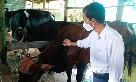 Thành phốTân An chủ động phòng chống bệnh Viêm da nổi cục trên trâu, bò 