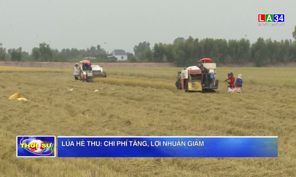 Lúa Hè Thu: chi phí tăng, lợi nhuận giảm