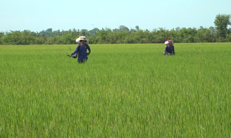 Tân Hưng lúa hè thu bị đạo ôn lá gây hại