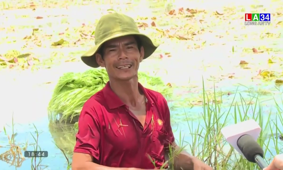 Hẹ nước nghịch mùa