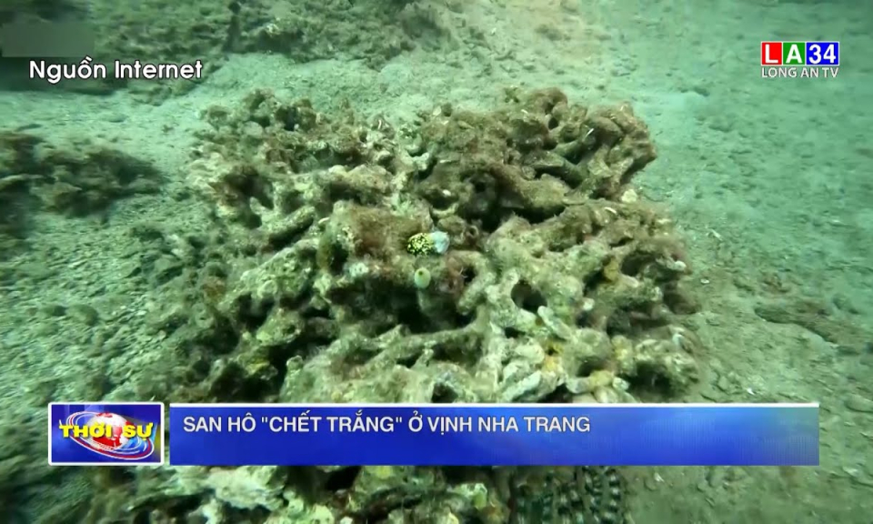 San hô bị "tẩy trắng" ở vịnh Nha Trang