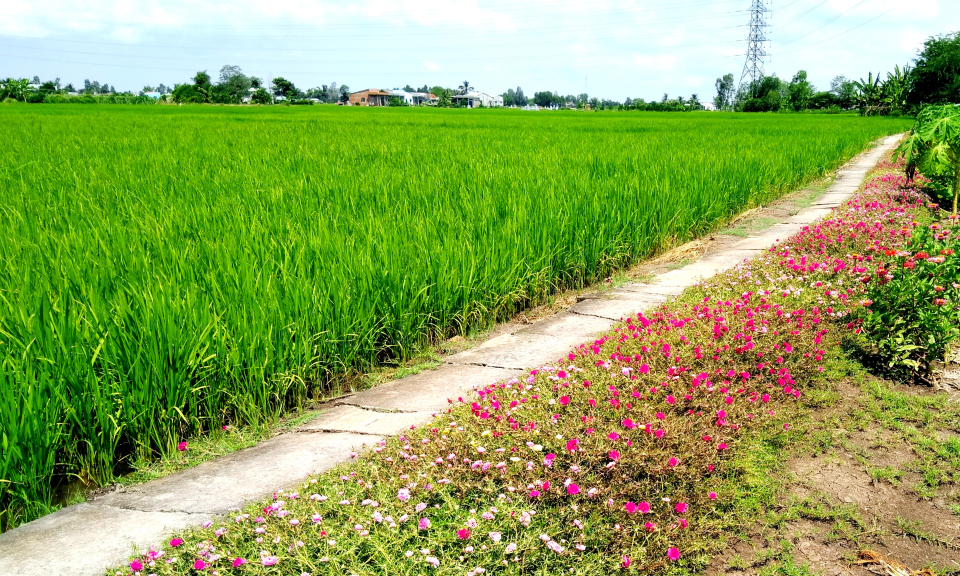 Cần Đước phát huy mô hình ruộng lúa bờ hoa
