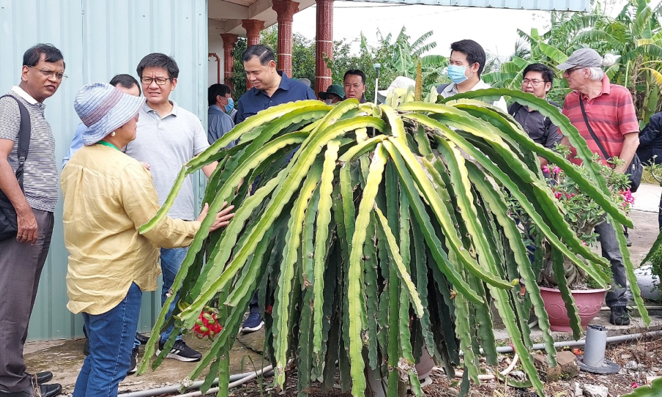 Đoàn công tác Nông nghiệp tiểu vùng Sông Mê Kông khảo sát tại huyện Châu Thành.