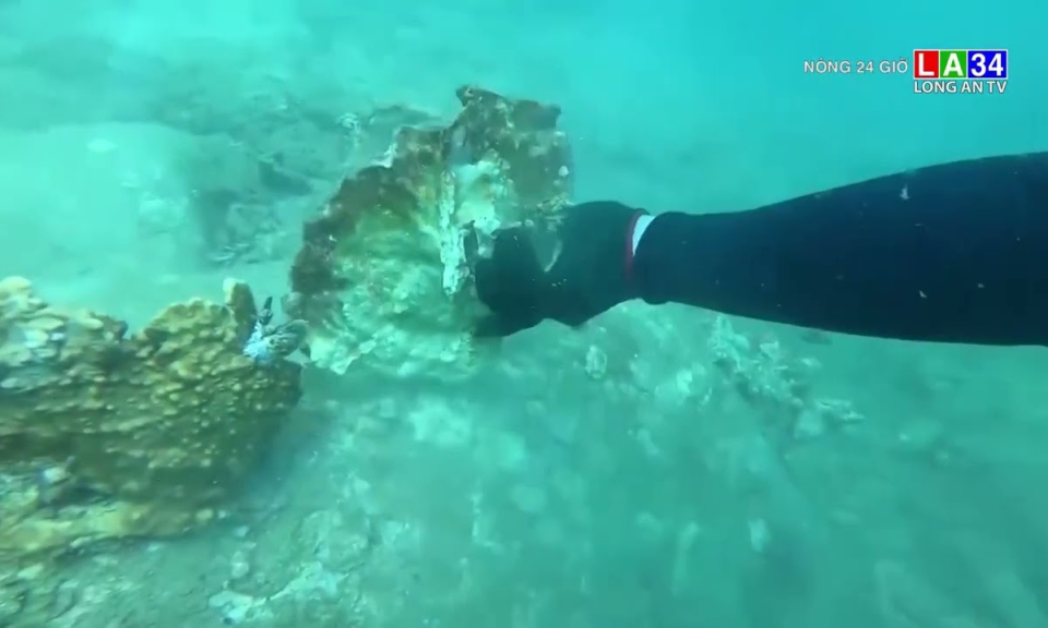 Nha Trang tạm dừng hoạt động du lịch lặn ngắm san hô "nghìn năm"