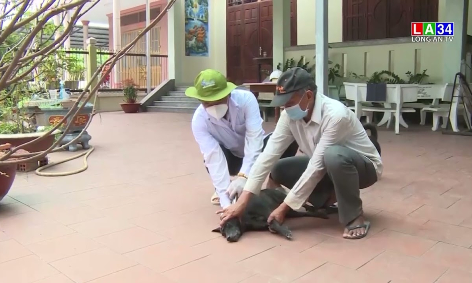 Long An: Tiêm vaccine phòng dại cho đàn chó, mèo đạt hơn 90%