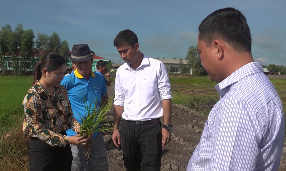 Tân Hưng tập huấn kỹ thuật chăm sóc lúa trong mô hình UDCNC