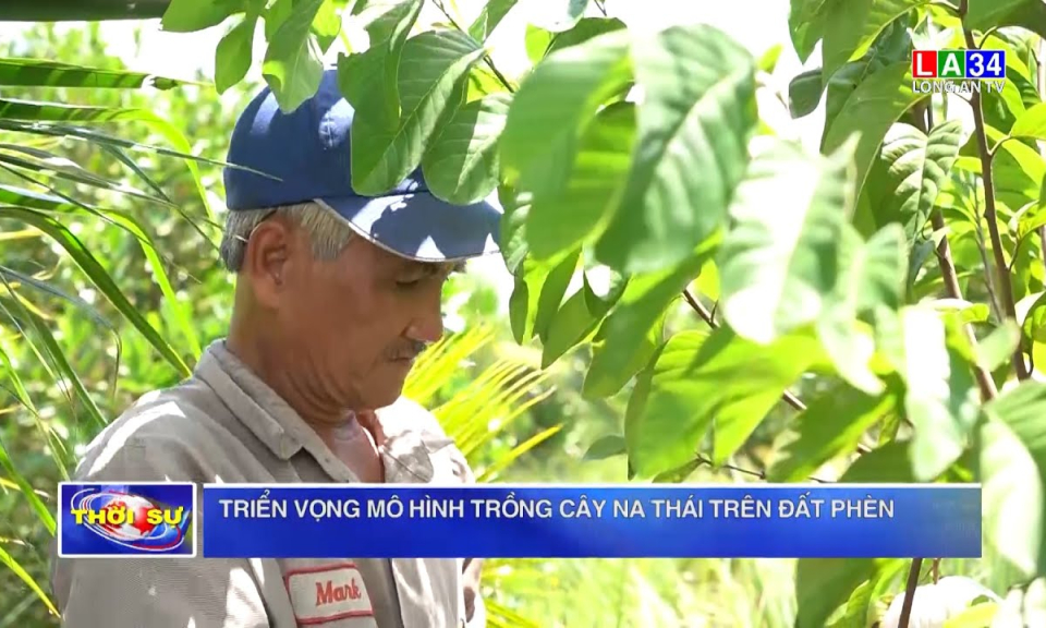 Triển vọng mô hình trồng cây mãng cầu (na) Thái trên đất phèn