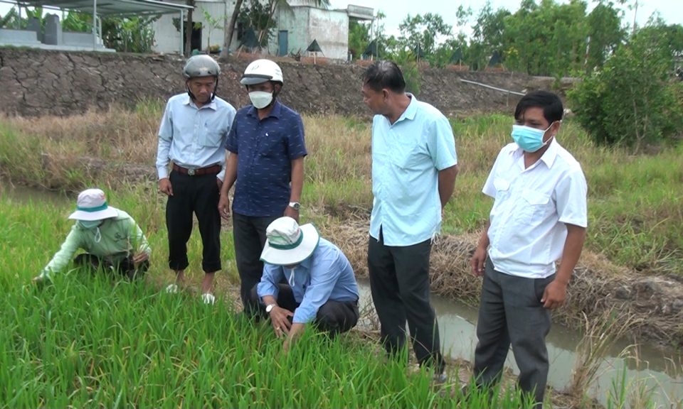 Tân Hưng gần 900 hecta lúa hè thu bị sinh vật gây hại