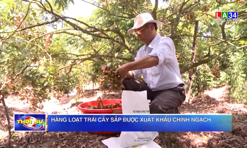 Hàng loạt trái cây sắp được xuất khẩu chính ngạch