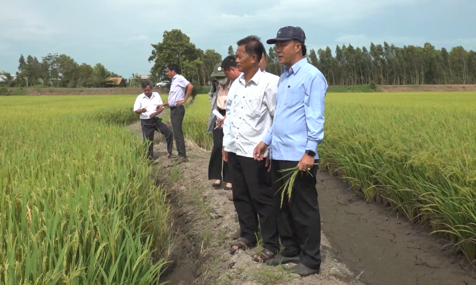 Lãnh đạo huyện Tân Hưng kiểm tra tình hình sản xuất lúa